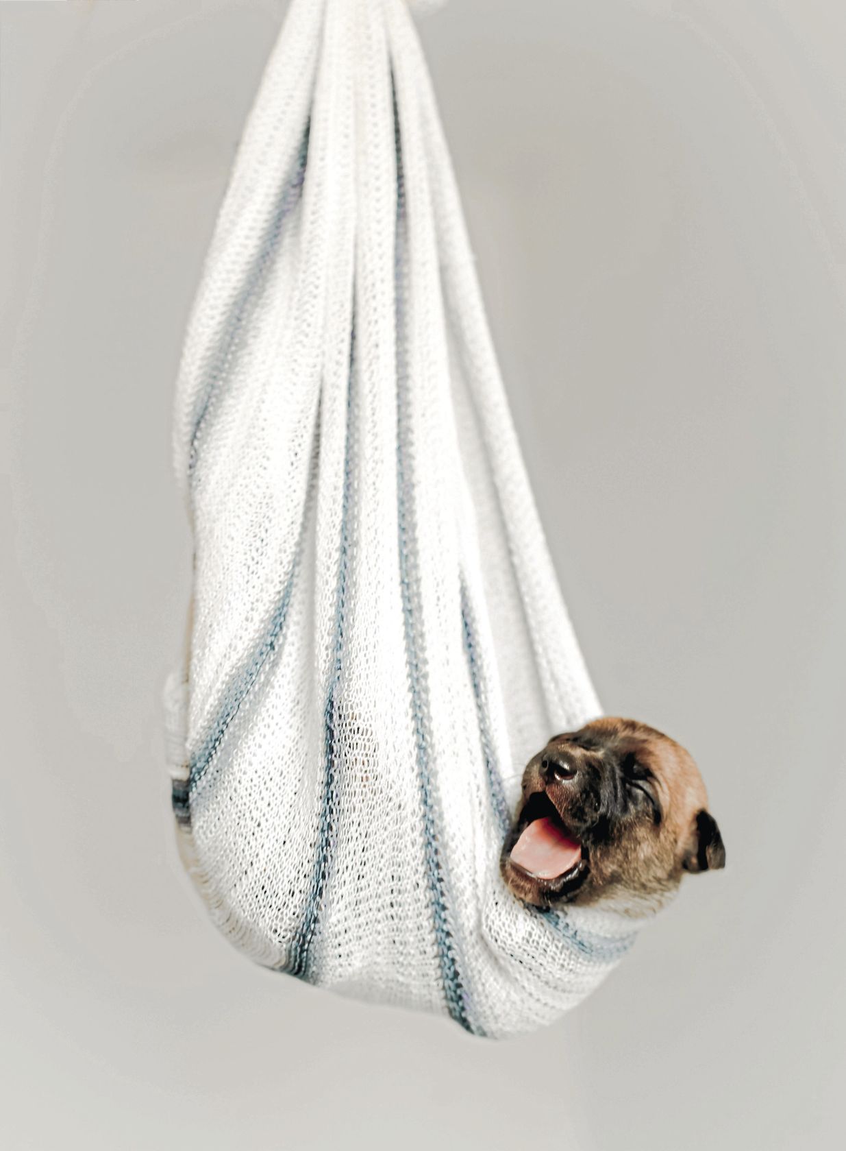 _brown-and-black-puppy-in-hammock-blanket-3198032_CMYK.jpg